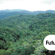 Illustration for article titled Earth's Tropical Rainforests Could Look Completely Different By the End of the Century